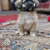 واگذاری سگ خانگی|سگ|شهرضا, |دیوار