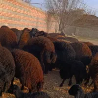 48 راس گوسفند عتیقه زاییده و آبستن سنگین|حیوانات مزرعه|تبریز, |دیوار