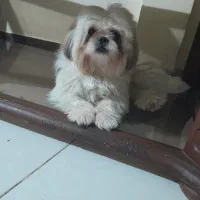 واگذاری سگ . میکس پیکینیز امپریال و شیتسو کراس|سگ|ساری, |دیوار