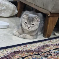 فروش گربه با نژاد اسکاتیش طوسی