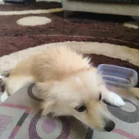 سگ پامر روباهی فروشی|سگ|الوند, |دیوار