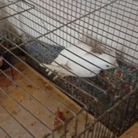 عروس هلندی گمشده در محمد آباد گرگان|حیوانات|گرگان, |دیوار