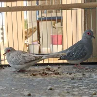 پرنده کبوتر زینتی|پرنده|شیراز, شهرک گلستان|دیوار