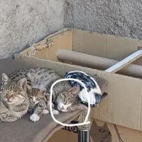 به یابنده این گربه درانزاب ۵۰۰ هزارتومان مژدگانی|گربه|مراغه, |دیوار