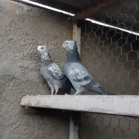 کبوتر کفتر شازده هما ، شازده سیاه ،کله ماستی،قاره|پرنده|نسیم‌شهر, |دیوار