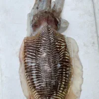 ماهی تازه صید روز|خوردنی و آشامیدنی|بندرلنگه, |دیوار