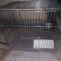معاوضه با کفتر|پرنده|اهواز, پردیس|دیوار