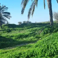 پیوند  زدن  کنار