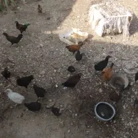 جوجه کوردی