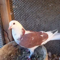 کبوتر آسمان خراش