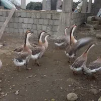 قو غاز اصل افریقایی واردک اسرائیلی وروغنهای زیبایی|حیوانات مزرعه|اسالم, |دیوار