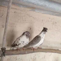 کبوتر پرشی|پرنده|قم, شهرک قدس|دیوار