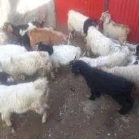 ۱۶ راس بزغاله نر