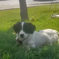 اشپیتز شیتزو