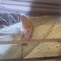 کفتر تهرانی نر
