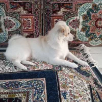 پامر روباهی