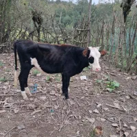 گاو لیشه مونت بیلیارد