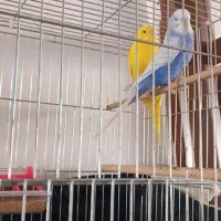 پرنده فروشی