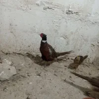 مرغ و خروس زینتی