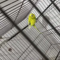 اسپانگل|پرنده|کارون, |دیوار