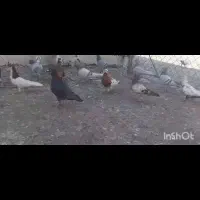 کبوتر ماده|پرنده|کنار تخته و کمار, |دیوار