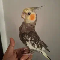 عروس هلندی نر و ماده اهویی ، کوتوله برزیلی