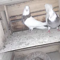 کبوتر طوقی سرور|پرنده|بستان آباد, |دیوار