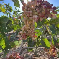 خریدار پسته خوشه و پسته خشک