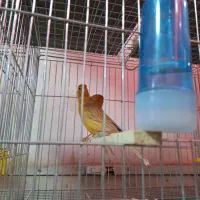 قناری|پرنده|کرج, شهرک فهمیده|دیوار