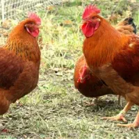 خروس|حیوانات مزرعه|کاشان, فاز ۱ ناجی آباد|دیوار