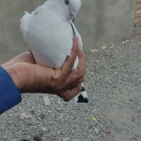 پرنده|پرنده|خاش, |دیوار