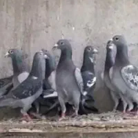 برنامه چاشنی ویکسرشال