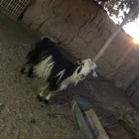 بز و بزغاله سرحال|حیوانات مزرعه|شاهرود, |دیوار