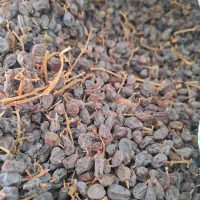 کشمش آفتابی بوانات|خوردنی و آشامیدنی|بوانات, |دیوار