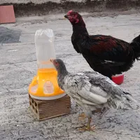 جوجه لاری