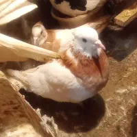 کبو تتر|پرنده|سبزوار, امیر کبیر|دیوار