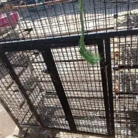 گنجه کفتر یا کبوتر|لوازم جانبی حیوانات|قرچک, باقرآباد|دیوار