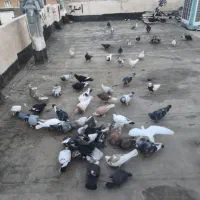 کفتر