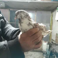 کبوتر گم شده گرگی نر کاکلی