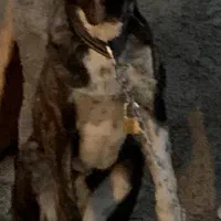 واگزاری سگ ماده سرابی نصل سرابی در اردبیل