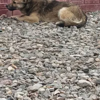 سگ پاکوتاه|سگ|نیشابور, فضل|دیوار