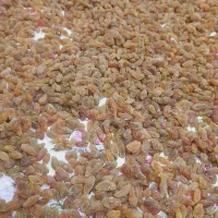 کشمش دودی و آفتابی کاشمر|خوردنی و آشامیدنی|مشهد, کوی المهدی|دیوار