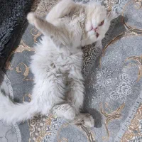 واگذاری « گربه پرشین نر»