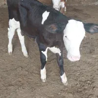 ۲راس گوساله نر