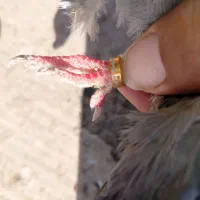 کبوتر لوت|پرنده|خرمشهر, |دیوار