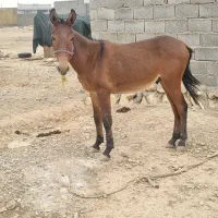 الاغ قاطر