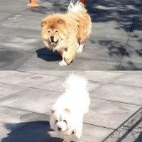 سگ  چاو چاو خرسی