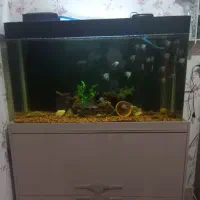 اکواریوم ۱۲۰ سانت شیشه خم