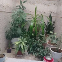 انواع گل پاسیویی