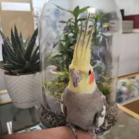 عروس هلندی نر یکساله سخنگو|پرنده|نسیم‌شهر, |دیوار